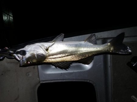 『バグる』でシーバス２匹！